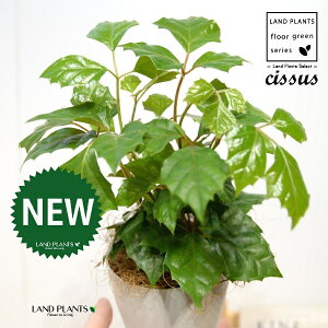 O[vACr[iVbTXErtHAj 4 F vX`bN 1 yRRt@Co[z JK[ACr[ ACr[ G_jJ Cissus rhombifolia