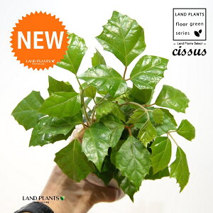 O[vACr[iVbTXErtHAj 4 F vX`bN 1 yRRt@Co[z JK[ACr[ ACr[ G_jJ Cissus rhombifolia