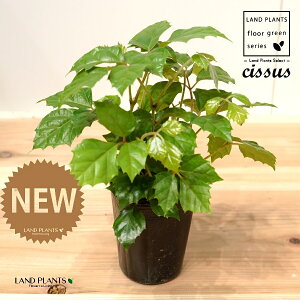 O[vACr[iVbTXErtHAj 3.5 |bgc 1 JK[ACr[ ACr[ G_jJ Cissus rhombifolia