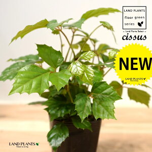 O[vACr[iVbTXErtHAj 3.5 |bgc 1 JK[ACr[ ACr[ G_jJ Cissus rhombifolia