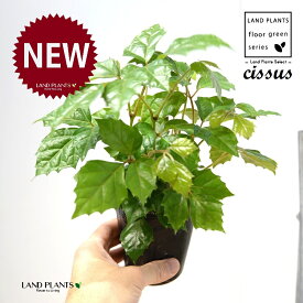 グレープアイビー（シッサス・ロンビフォリア） 3.5 ポット苗 1鉢 カンガルーアイビー アイビー エレンダニカ Cissus rhombifolia