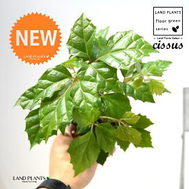 グレープアイビー（シッサス・ロンビフォリア） 3.5 ポット苗 1鉢 カンガルーアイビー アイビー エレンダニカ Cissus rhombifolia