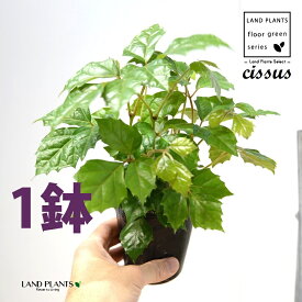 グレープアイビー（シッサス・ロンビフォリア） 1鉢 3.5 ポット苗 カンガルーアイビー アイビー エレンダニカ Cissus rhombifolia