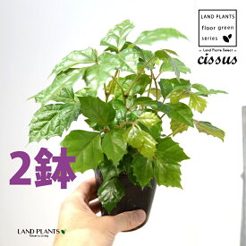 グレープアイビー（シッサス・ロンビフォリア） 2鉢 3.5 ポット苗 カンガルーアイビー アイビー エレンダニカ Cissus rhombifolia