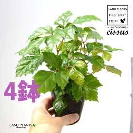 グレープアイビー（シッサス・ロンビフォリア） 4鉢 3.5 ポット苗 カンガルーアイビー アイビー エレンダニカ Cissus rhombifolia