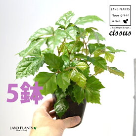 グレープアイビー（シッサス・ロンビフォリア） 5鉢 3.5 ポット苗 カンガルーアイビー アイビー エレンダニカ Cissus rhombifolia