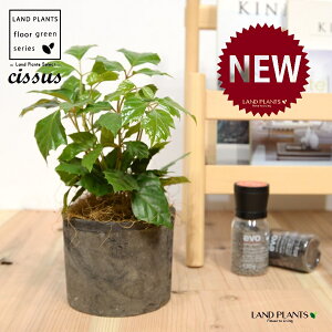 O[vACr[iVbTXErtHAj F X|bg V_[^ 퐻 1 yRRt@Co[z JK[ACr[ ACr[ G_jJ Cissus rhombifolia