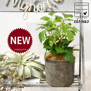 O[vACr[iVbTXErtHAj F X|bg V_[^ 퐻 1 yRRt@Co[z JK[ACr[ ACr[ G_jJ Cissus rhombifolia