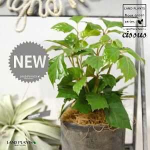 O[vACr[iVbTXErtHAj F X|bg V_[^ 퐻 1 yRRt@Co[z JK[ACr[ ACr[ G_jJ Cissus rhombifolia