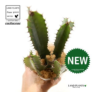 T{e i_tF_CEJNj 4 F vX`bN 1 yRRt@Co[z T{e_CEJN [tHrA [zrA  A Cactaceae Euphorbia acrurensis