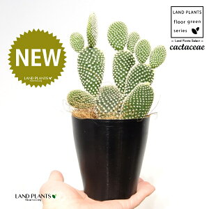 T{eEoj[JN^XiF͂Ƃj 4 F vX`bN 1 yRRt@Co[z E`T{e F F oj[JN^X S[foj[ Opntia microdasys v.albispina