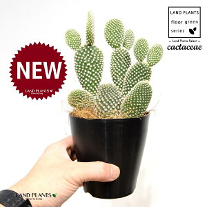 T{eEoj[JN^XiF͂Ƃj 4 F vX`bN 1 yRRt@Co[z E`T{e F F oj[JN^X S[foj[ Opntia microdasys v.albispina