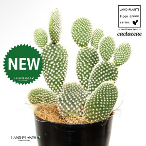 T{eEoj[JN^XiF͂Ƃj 4 F vX`bN 1 yRRt@Co[z E`T{e F F oj[JN^X S[foj[ Opntia microdasys v.albispina