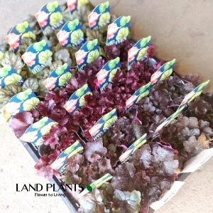 q[PEzCwi܂ij iXFc{TSj 3 |bgc 1 J[[t Heuchera coralbells 