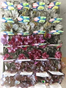 yP[X̔F28z q[PEzCwi܂ij iXFc{TSj 3 |bgc 28 J[[t Heuchera coralbells 