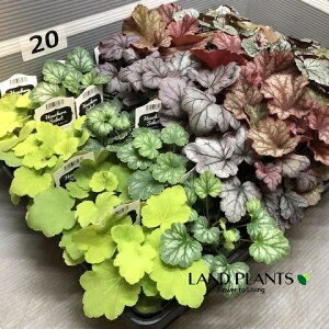 q[PEzCwi܂ij iXFc{TSj 3.5 |bgc 1 J[[t Heuchera coralbells 