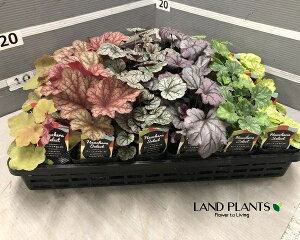 yP[X̔F15z q[PEzCwi܂ij iXFc{TSj 3.5 |bgc 15 J[[t Heuchera coralbells 