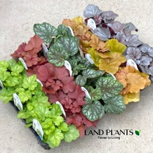 q[PEh`Fi܂ij 3.5 |bgc 1 iXFc{TSj J[[t Heuchera coralbells