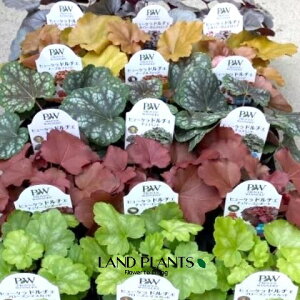 yP[X̔F15z q[PEh`Fi܂ij iXFc{TSj 3.5 |bgc 15 J[[t Heuchera coralbells 