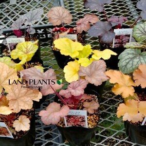 q[PEzCwi܂ij iXFc{TSj 3.5 |bgc 1 J[[t Heuchera coralbells 