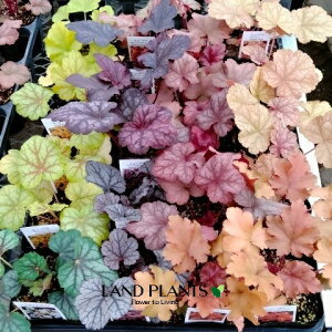 yP[X̔F24z q[PEzCwi܂ij iXFc{TSj 3.5 |bgc 24 J[[t Heuchera coralbells 