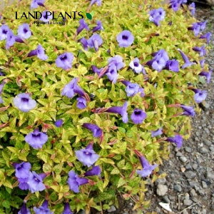 【ケース販売:24入】 トレニア(ブルーインパルス) 3号 ポット苗 24鉢 カラーリーフ 夏菫 ナツスミレ Torenia 'Blue Impulse' 明