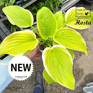 M{EVi[FtOgu[Pj 3.5 |bgc 1 M{ ^Li Hosta