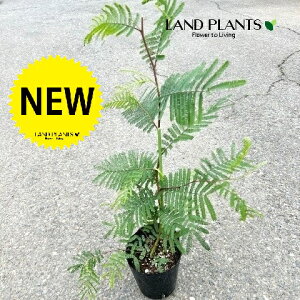 AJVAitTAJVAFfAo^j 5 |bgc 1 tTAJVAfAo^ Acacia