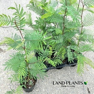 yP[X̔F6z AJVAitTAJVAFfAo^j 5 |bgc 6 tTAJVAfAo^ Acacia