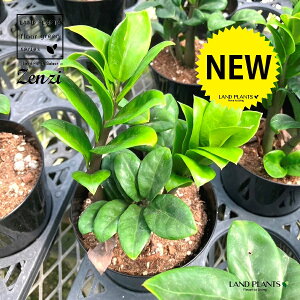 ザミオクルカス(ゼンジー:ゼンジ) 4号 プラスチック鉢 1鉢 ザミオクルカスゼンジ ザミア ザミオ zamioculcas zenzi