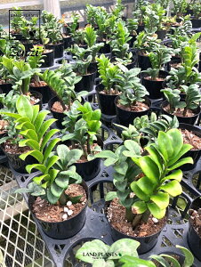 yP[X̔F8z U~INJXi[W[F[Wj 4 vX`bN 8 U~INJX[W U~A U~I zamioculcas zenzi