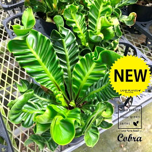 AXvjEiRuj 3 |bgc 1 AXvjERu V_ V_A ^}V_ V}II^j^ II^j^ Asplenium Cobra