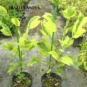 S̖؁FmLiI[I}Mi[^j 6 vX`bN 1 ne{N `[bvc[ ̖ S̖ S̎ Magnoliaceae Liriodendron