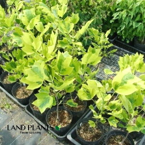 yP[X̔F6z S̖؁FmLiI[I}Mi[^j 6 vX`bN 6 ne{N `[bvc[ ̖ S̖ S̎ Magnoliaceae Liriodendron