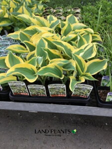 yP[X̔F24z M{EVi[FoeBj 3.5 |bgc 24 M{ ^Li Hosta