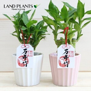 yP[X̔F15z ~Iou[iFF܂j 3 픫 Z~XA 15 MEZl{N tN TfA[i bL[ou[ N| xM| Dracaena sanderiana 