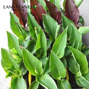 yP[X̔F24z Jiilԁj 3.5 |bgc 24 VbTXK[h Canna