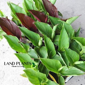 Jiilԁj 3.5 |bgc 1 VbTXK[h Canna