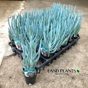 LIitBRCfXEu[Xj 2.5 |bgc 1 ZlVI Curio ficoides 'Blue'