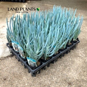 yP[X̔F24z LIitBRCfXEu[Xj 2.5 |bgc 24 ZlVI Curio ficoides 'Blue'