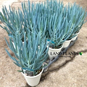 yP[X̔F11z LIitBRCfXEu[Xj 4 vX`bN 1 ZlVI tBRCfX Curio ficoides 'Blue'