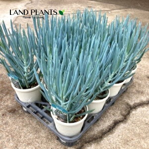 LIitBRCfXEu[Xj 4 vX`bN 1 ZlVI tBRCfX Curio ficoides 'Blue'