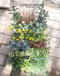 yP[X̔F24z J[[ti܂ij 2.5 |bgc 24 J[[tvc color leaf