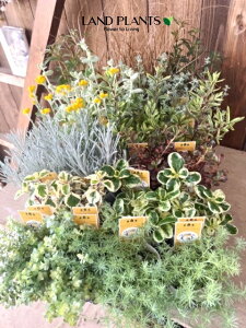 yP[X̔F24z J[[ti܂ij 2.5 |bgc 24 J[[tvc color leaf