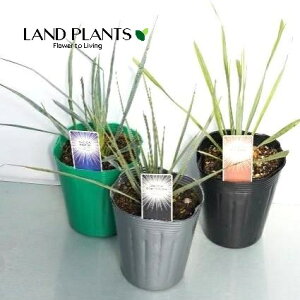 bJiXg[^j 4 |bgc 1 bJXg[^ rbOxhbJ yucca rostrata