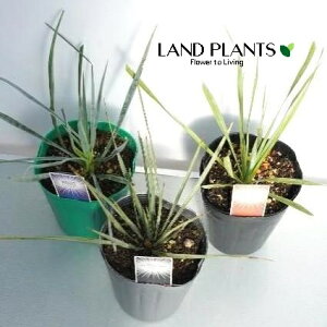 yP[X̔F15z bJiXg[^5EM_5Egv\jA[i5j 4 |bgc 15 bJXg[^ rbOxhbJ yucca rostrata