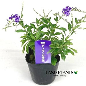 f^iˁF^JdJj 3.5 |bgc 1 f^ f^^JdJ yX ^CME n}c Duranta'Takarazuka'