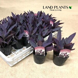 gfBXJ`AiaFTLSej 3 |bgc 1 p[v n[g p[vn[g cNT TLcNT gfBXJ`A ZgNAZA Tradescantia pallida ePurple He