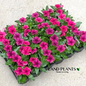 �y�P�[�X�̔��F24���z ���X���E�j�`�j�`�\�E�i�^�g�D�[�F�u���b�N�`�F���[�j 3�� �|�b�g�c 24�� Catharanthus roseus Madagascar periwinkle