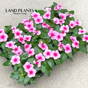 �y�P�[�X�̔��F24���z ���X���E�j�`�j�`�\�E�i�^�C�^���F�X�g���x���[�j 3�� �|�b�g�c 24�� Catharanthus roseus Madagascar periwinkle